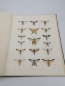 Preview: Beutenmüller, William: Vol. I, Part VI. Monograph of the Sesiidae of America, North of Mexico Memoirs of the American Museum of Natural History