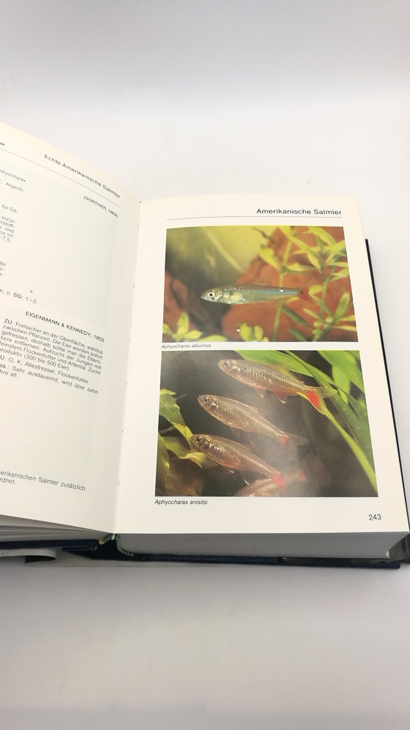 Riehl / Baensch, Rüdiger / Hans A.: Mergus Aquarien-Atlas Bd. 1