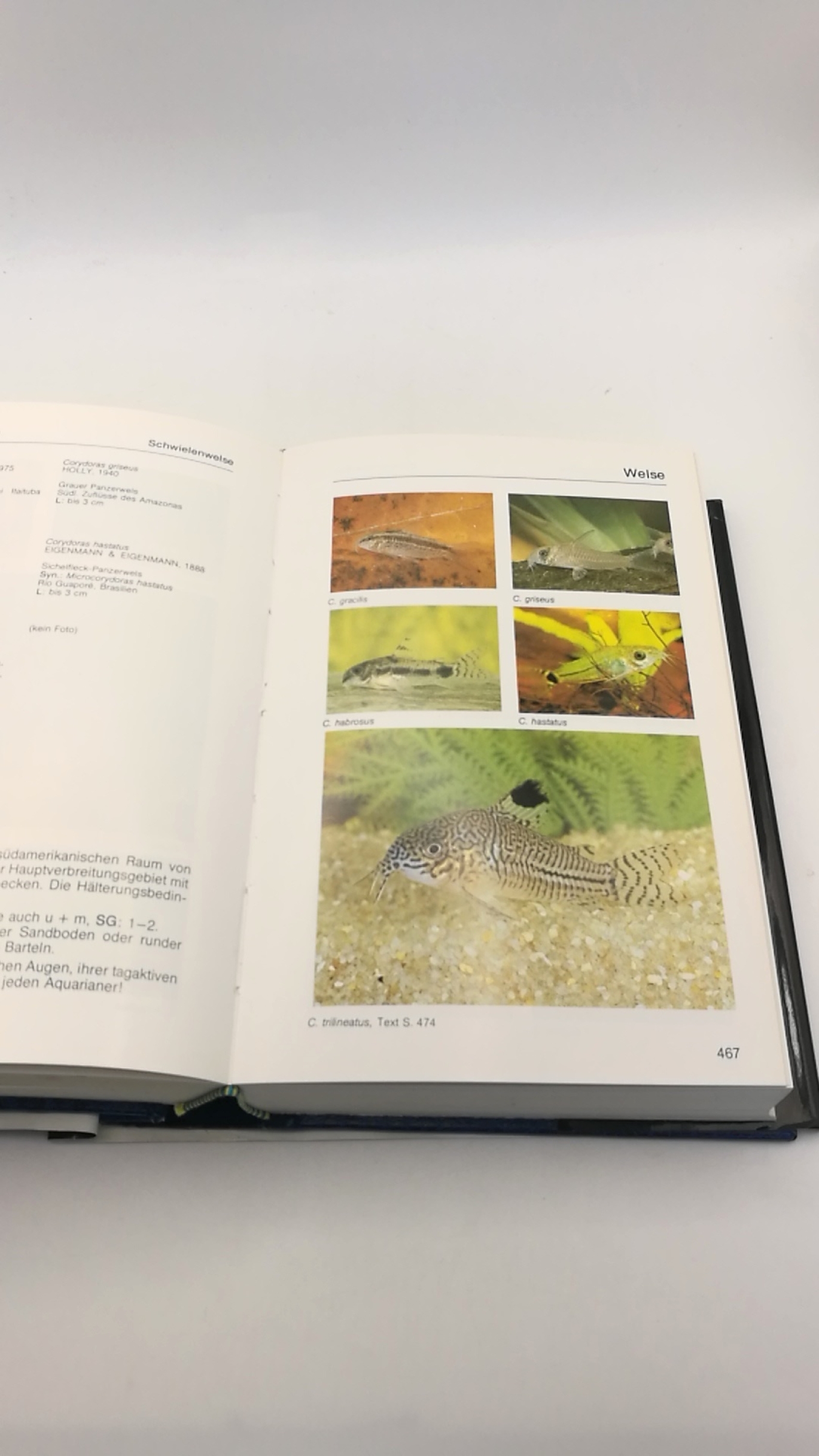 Riehl / Baensch, Rüdiger / Hans A.: Mergus Aquarien-Atlas Bd. 1