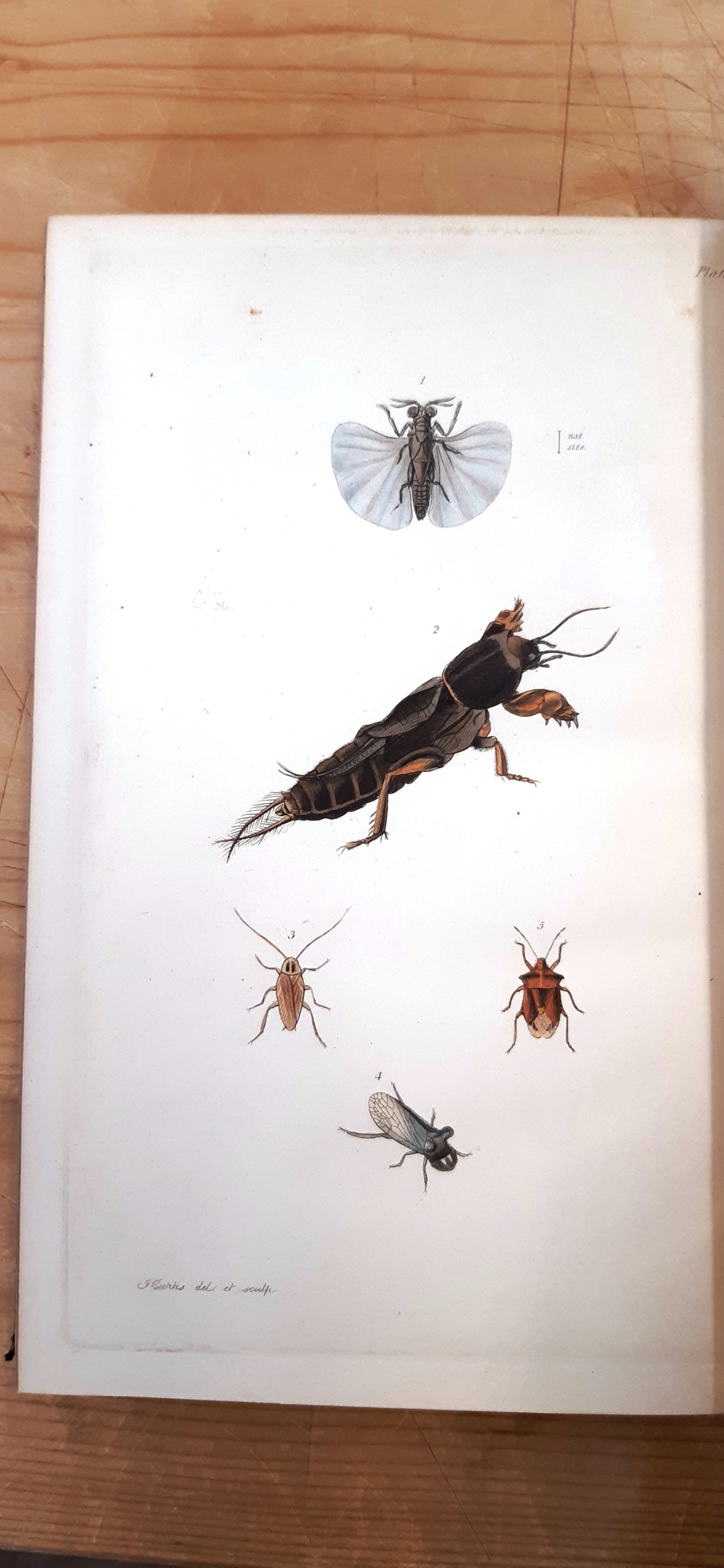 William Kirby, William Spence: An introduction to Entomology: or elements of the natural history of insects with plates. In four volumes