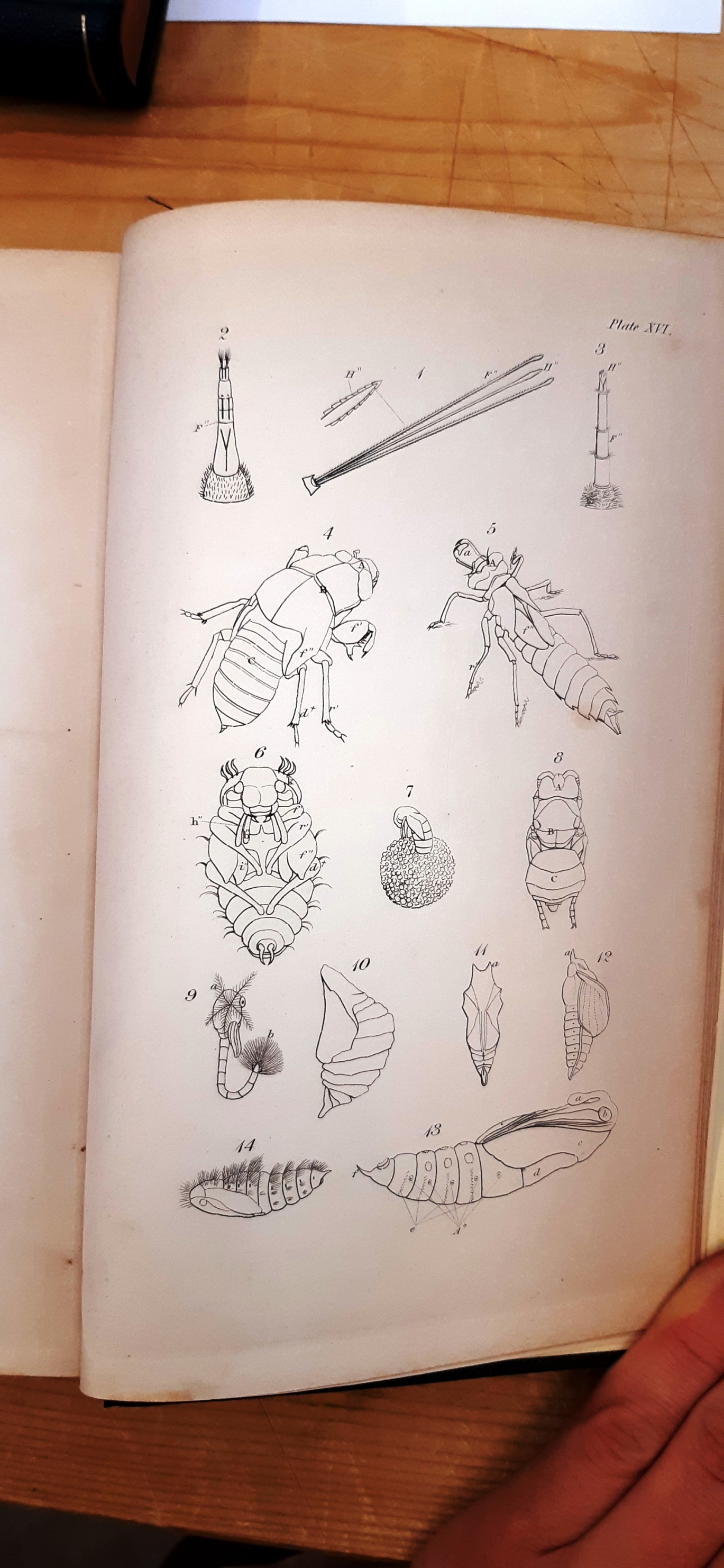 William Kirby, William Spence: An introduction to Entomology: or elements of the natural history of insects with plates. In four volumes