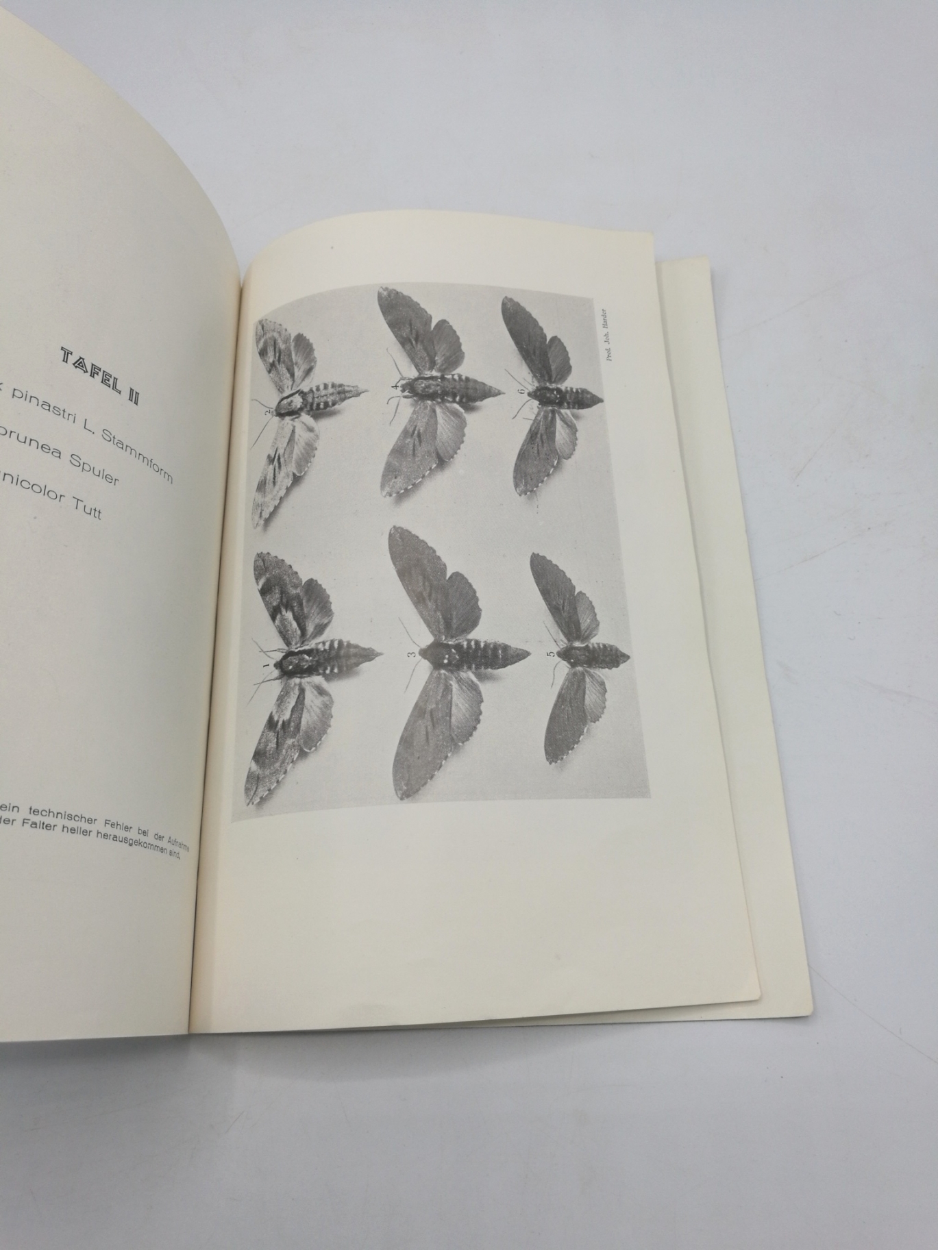 Dahm, C.: Die Grossschmetterlinge des linken Niederrheins. Verzeichnis der seit dem Jahre 1905 im links-niederrheinischen Gebiet aufgefundenen Arten.