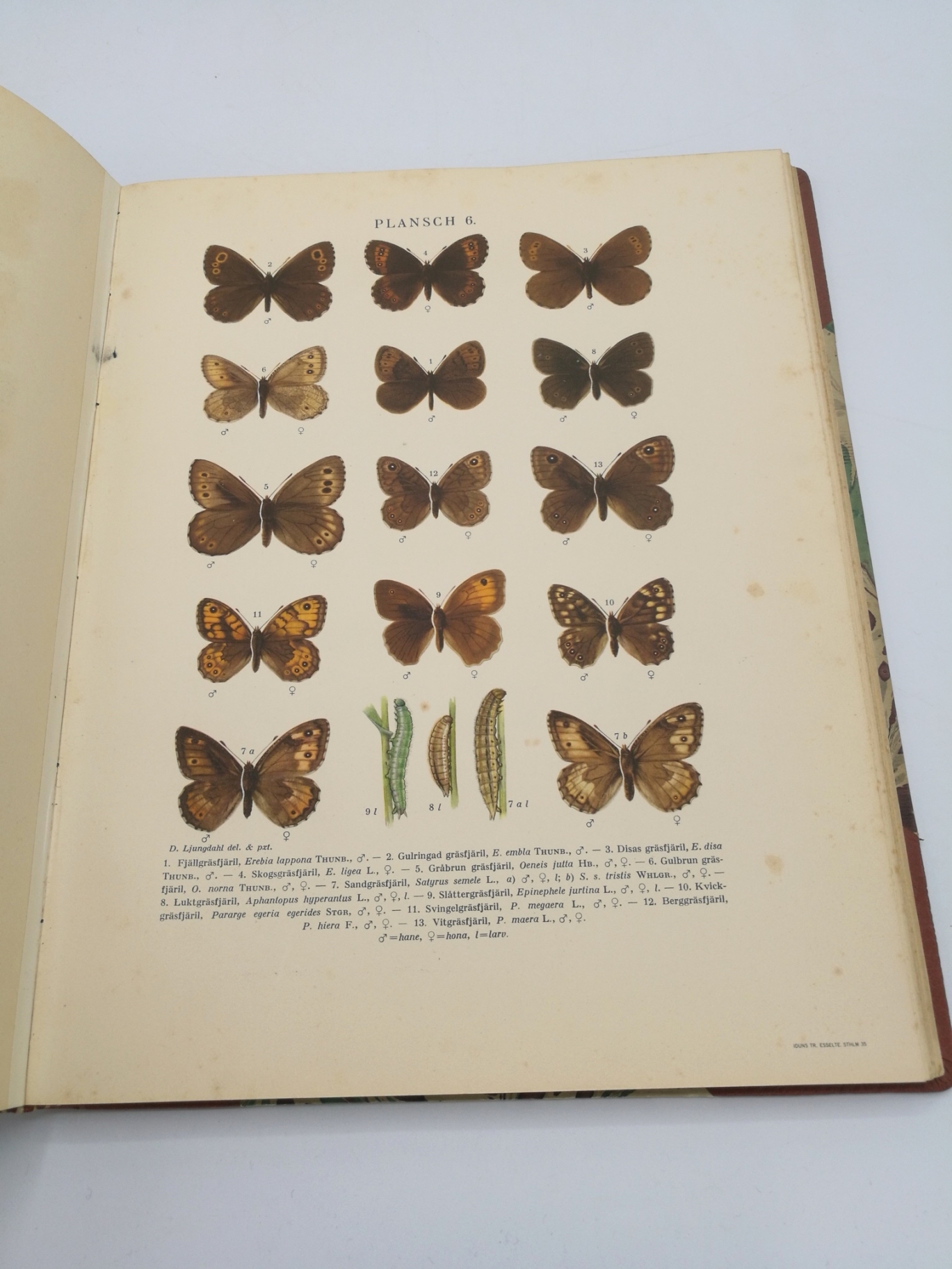 Nordström, F., E. Wahlgren et al.: Svenska Fjärilar (Vol 1 + Vol. 2) Systematisk Bearbetning ev Sveriges Storfjärilar Macrolepidoptera