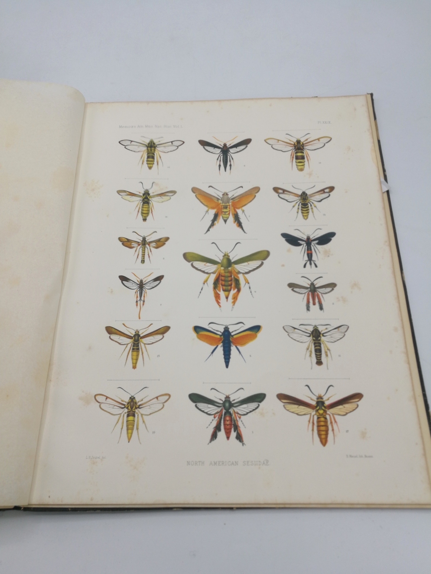 Beutenmüller, William: Vol. I, Part VI. Monograph of the Sesiidae of America, North of Mexico Memoirs of the American Museum of Natural History