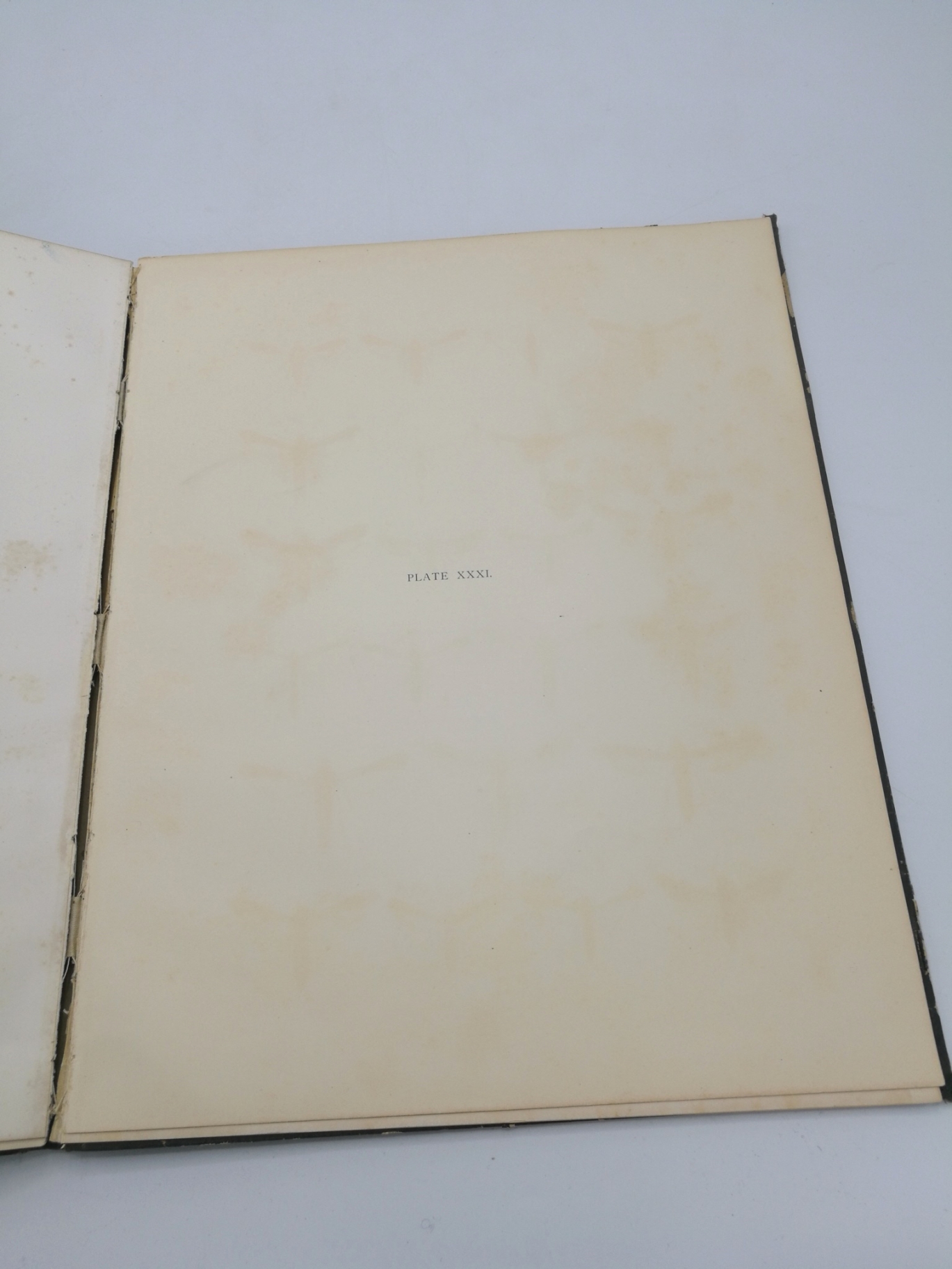 Beutenmüller, William: Vol. I, Part VI. Monograph of the Sesiidae of America, North of Mexico Memoirs of the American Museum of Natural History