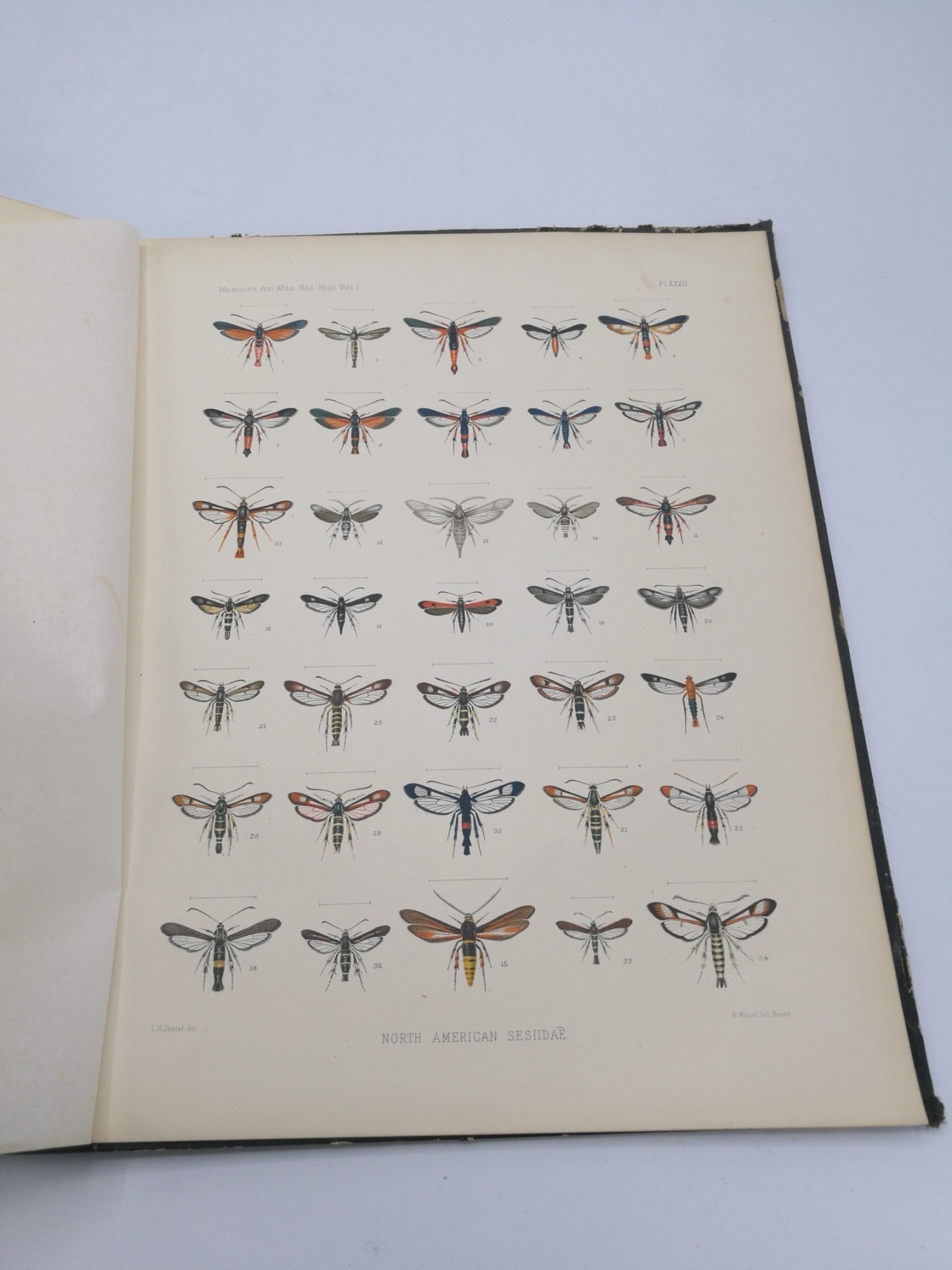 Beutenmüller, William: Vol. I, Part VI. Monograph of the Sesiidae of America, North of Mexico Memoirs of the American Museum of Natural History