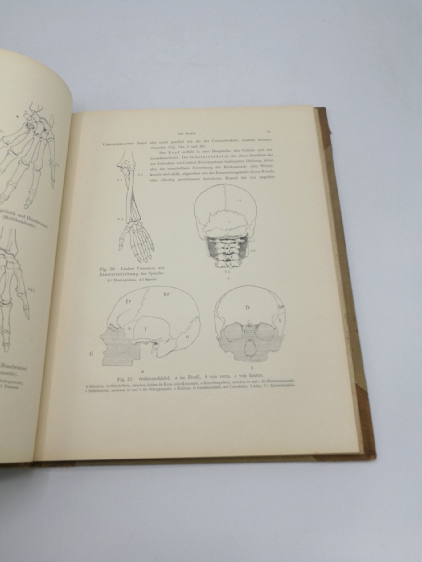 Schaefer, Maximilian: Tierformen - TEXTBAND und Atlas Vergleichende Studien über die Anatomie des Menschen und der Tiere für Künstler, Kunst-Handwerker sowie Dillettanten bearbeitet.