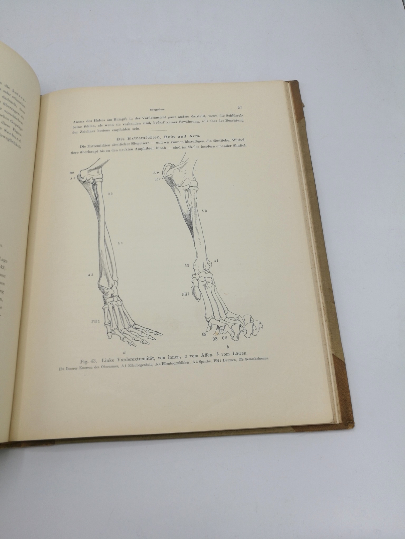 Schaefer, Maximilian: Tierformen - TEXTBAND und Atlas Vergleichende Studien über die Anatomie des Menschen und der Tiere für Künstler, Kunst-Handwerker sowie Dillettanten bearbeitet.