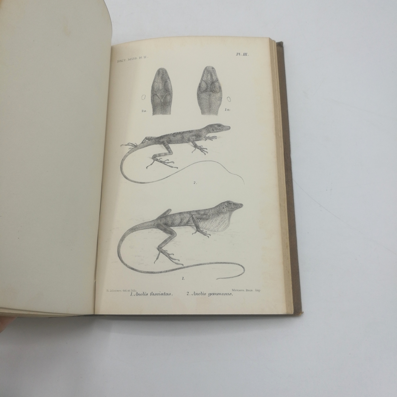 Boulenger, George Albert: Catalogue of the Lizards in the British Museum. 2 Bände