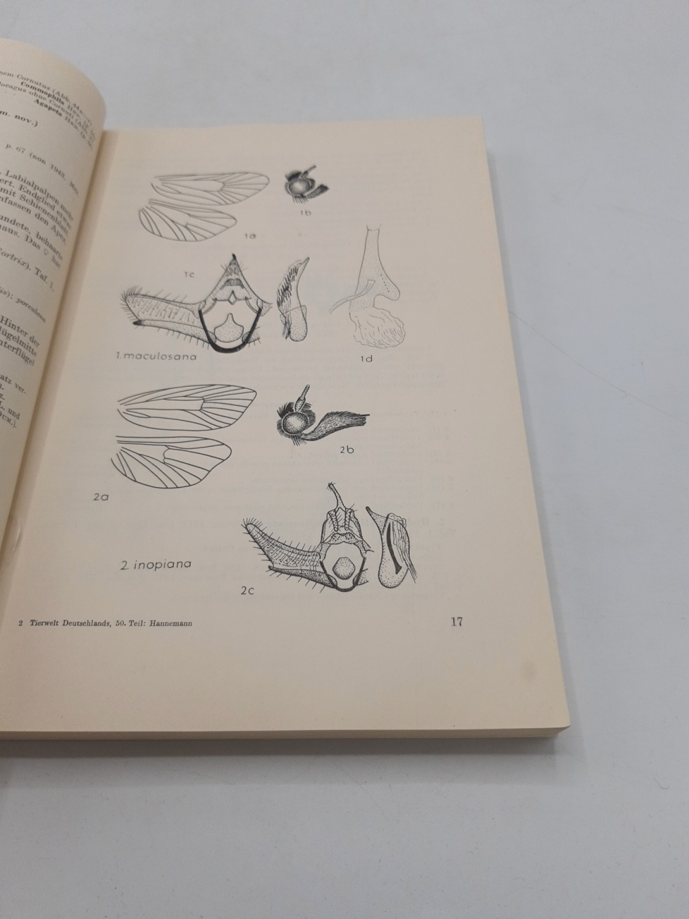 Hannemann, Hans Joachim: Kleinschmetterlinge oder Microlepidoptera: II. Die Wickler (Cochylidae und Carposinidae), die Zünslerartigen (Pyralidae). Die Tierwelt Deutschlands und der angrenzenden Meeresteile nach ihren Merkmalen und nach ihrer Lebensweise 5