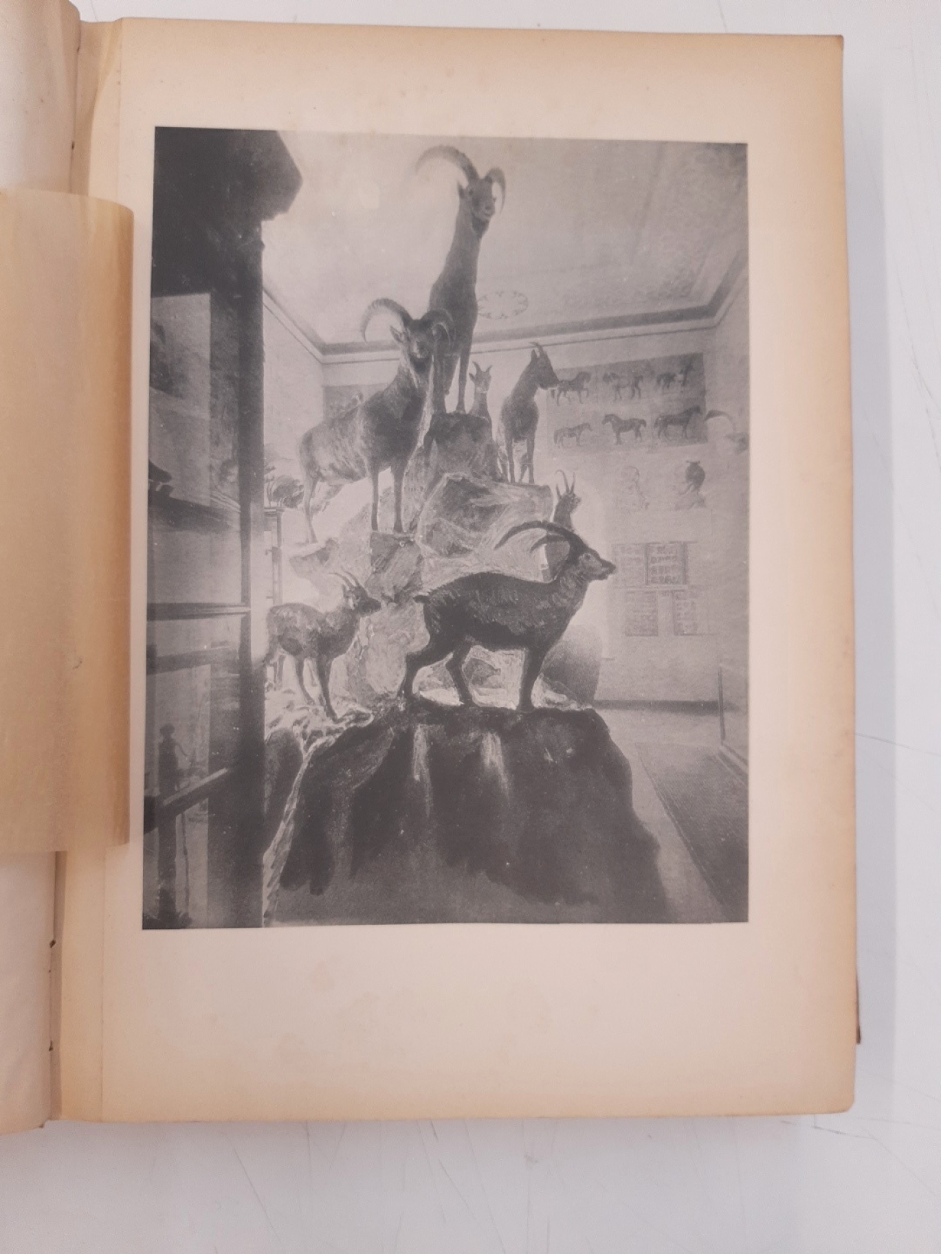 Dr. Gustav Radde (1831-1903): Museum Caucasicum I. Die Sammlungen des Kaukasischen Museums. Band I. Zoologie. Im Vereine mit Special-Gelehrten bearbeitet, und herausgegeben von Dr. Gustav Radde. Director des Kauk. Museums und der offentl. Bibliothek in Ti