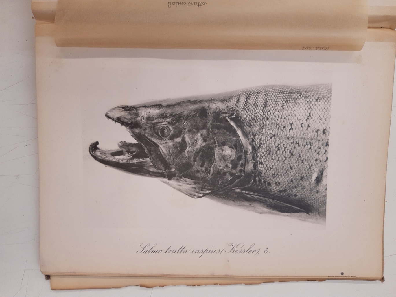 Dr. Gustav Radde (1831-1903): Museum Caucasicum I. Die Sammlungen des Kaukasischen Museums. Band I. Zoologie. Im Vereine mit Special-Gelehrten bearbeitet, und herausgegeben von Dr. Gustav Radde. Director des Kauk. Museums und der offentl. Bibliothek in Ti