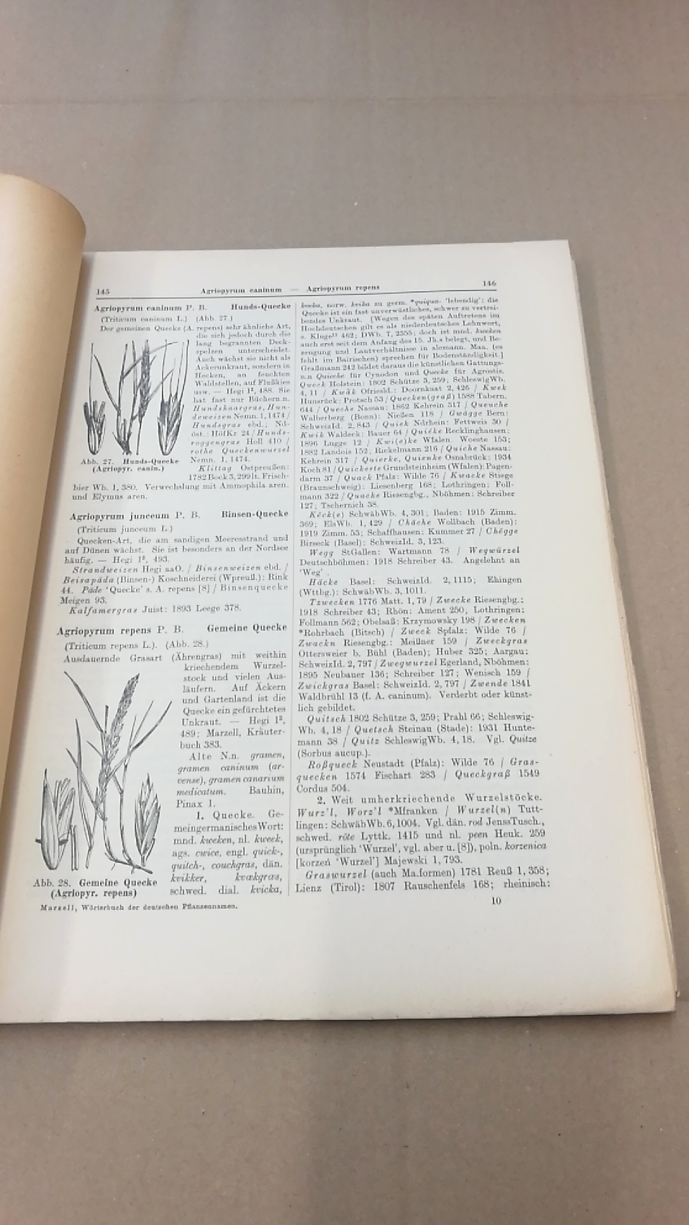 Marzell, Heinrich: Wörterbuch der Deutschen Pflanzennamen. Lieferung 2 Agriopyrum-Anemone