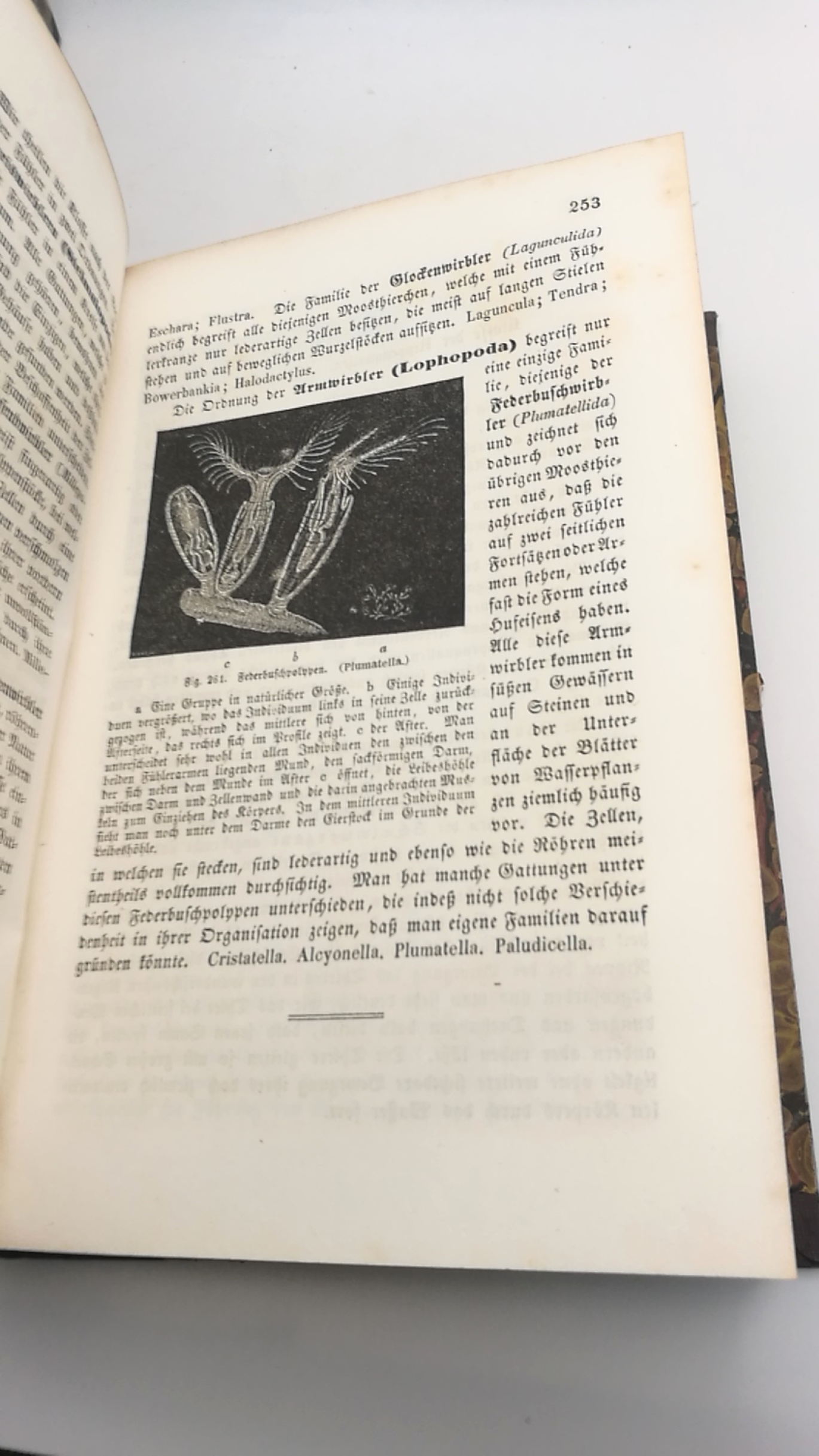 Vogt, Carl: Zoologische Briefe. Naturgeschichte der lebenden und untergegangenen Thiere, Erster [1.] und Zweiter [2.] Band (=2 Bde.) für Lehrer, höhrere Schulen und Gebildete aller Stände