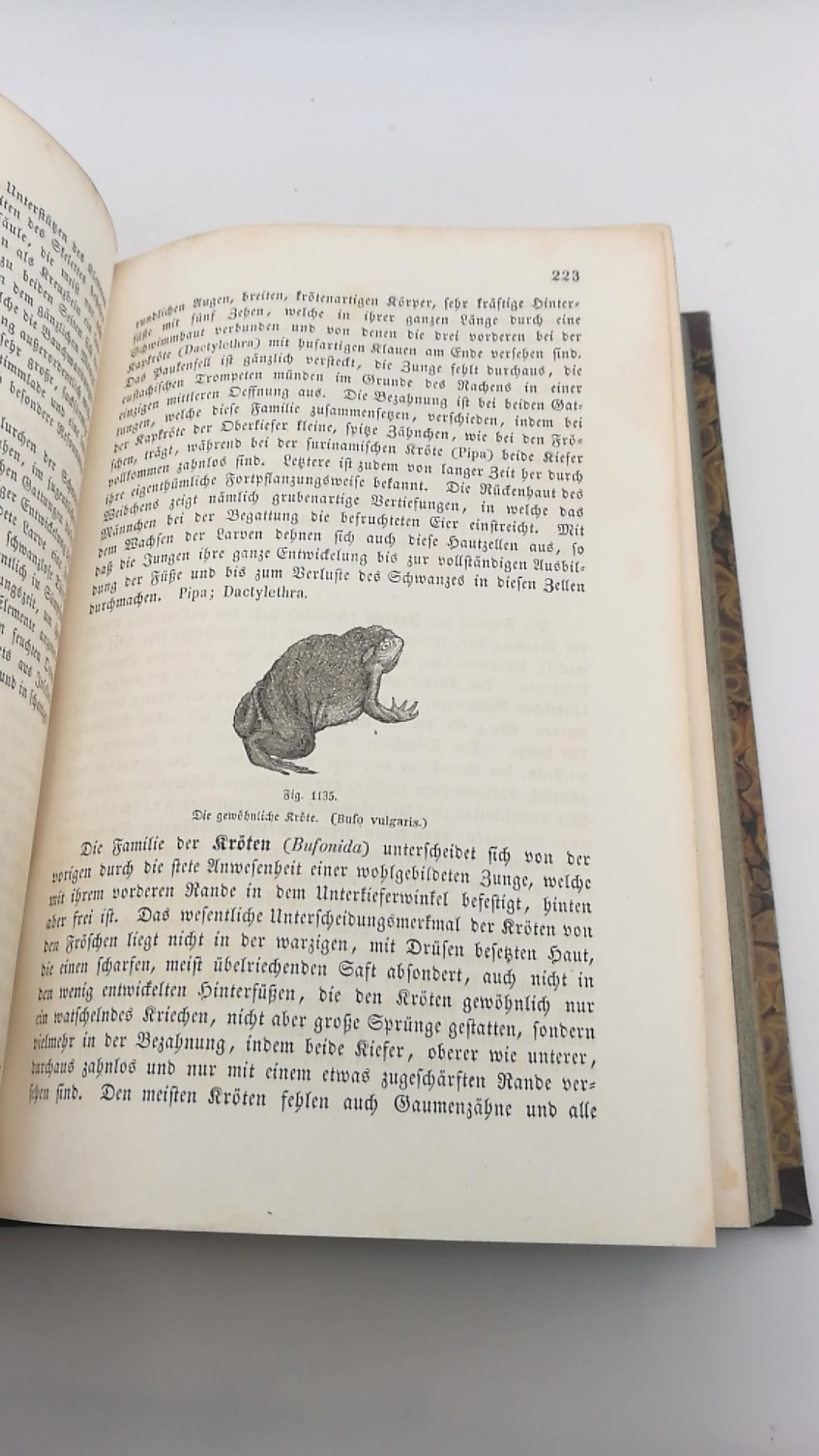 Vogt, Carl: Zoologische Briefe. Naturgeschichte der lebenden und untergegangenen Thiere, Erster [1.] und Zweiter [2.] Band (=2 Bde.) für Lehrer, höhrere Schulen und Gebildete aller Stände