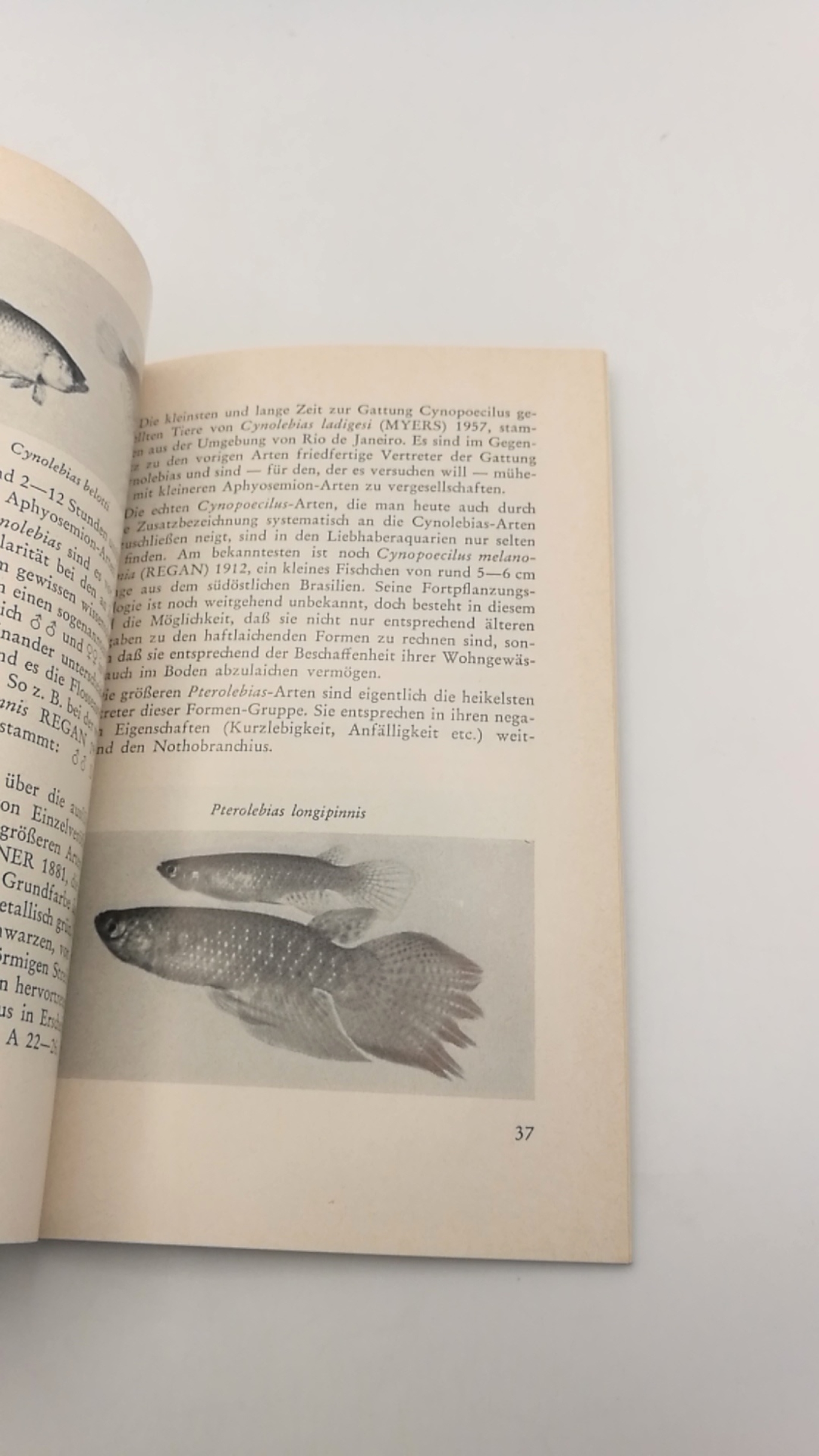 Villwock, Wolfgang: Eierlegende Zahnkarpfen Beliebte Aquarienfische und solche, die es werden sollten. Kleine DATZ-Bücher, Nr. 10;