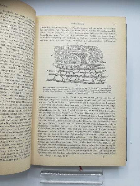 Matschie, P., A. Reichenow, G. Jäger (Hrsg.): Handwörterbuch der Zoologie, Anthropologie und Ethnologie A - Z