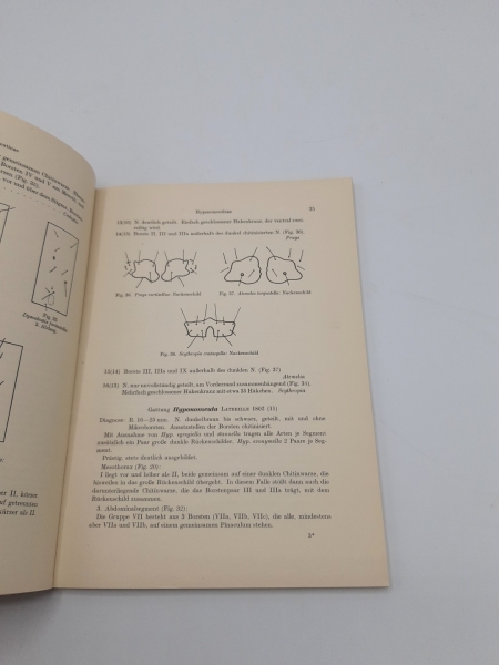 Werner, Kurt: Die Larvensystematik einiger Kleinschmetterlingsfamilien. (Hyponomeutidae, Orthoteliidae, Acrolepiidae, Tinaidae, Incurvariidae und Adelidae).