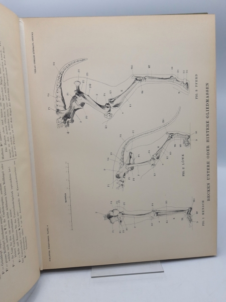 Schaefer, Maximilian: Tierformen - TEXTBAND und Atlas Vergleichende Studien über die Anatomie des Menschen und der Tiere für Künstler, Kunst-Handwerker sowie Dillettanten bearbeitet.