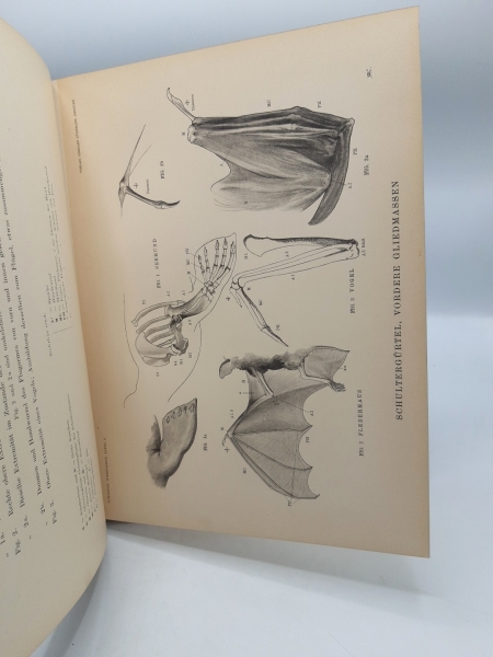 Schaefer, Maximilian: Tierformen - TEXTBAND und Atlas Vergleichende Studien über die Anatomie des Menschen und der Tiere für Künstler, Kunst-Handwerker sowie Dillettanten bearbeitet.