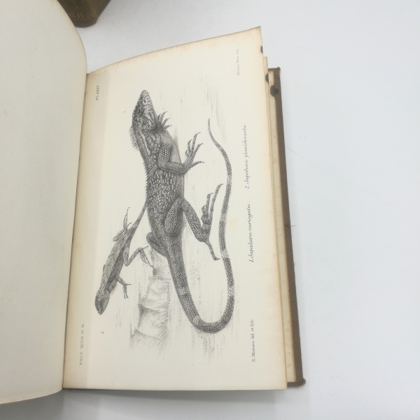 Boulenger, George Albert: Catalogue of the Lizards in the British Museum. 2 Bände