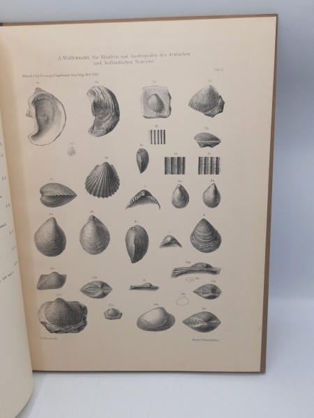 Königlich Geologische Landesanstalt (Hrsg.), : Atlas von acht Tafeln zu den Abhandlungen. Die Bivalven und Gastropoden des deutschen und holländischen Neocoms Atlas zu den Abhandlungen der Königlich Preussischen Geologischen Landesanstalt. Neue Folge. Hef