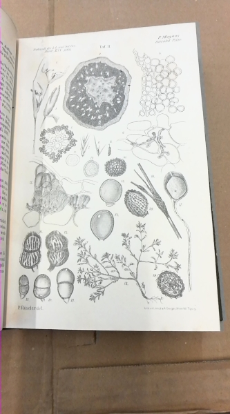 Zoologisch-Botanische Gesellschaft Wien (Hrgs.): Verhandlung der kaiserlich.königlichen zoologisch-botanischen Gesellschaft in Wien. Jahrgang 1898-1902, 43-52. Band  (= 10 Bände)