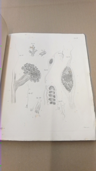 Leydig, Franz: Anatomisch-Histologische Untersuchuchungen über Fische und Reptilien