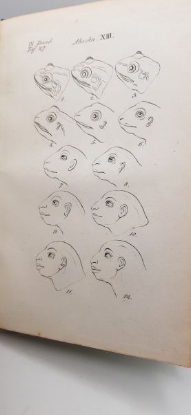 Lavater, J. C.: J. C. Lavater's Physiognomik. 4 Bände (=vollst. mit allen Tafeln)