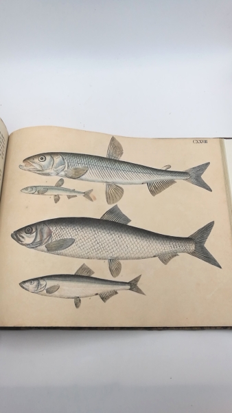 Strack, (Christian Friedrich Leberecht): Naturgeschichte in Bildern mit erläuterndem Text. Säugethiere (77von 84), Vögel (72, kpl.), Amphibien und Lurche (36, kplt.), Fische (81 v 143).